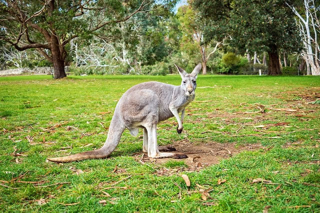 Kangaroo in Adelaide Hills